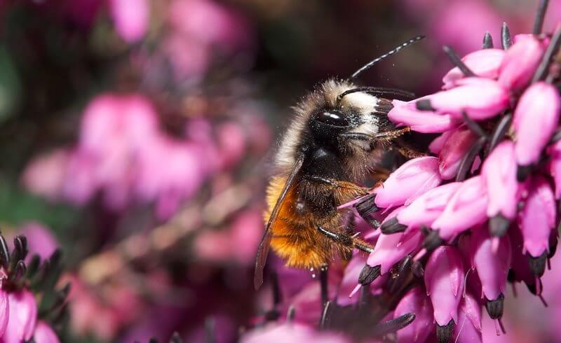 Wildbiene und Partner - Urban Bee Farming