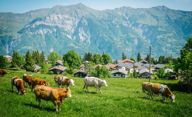 Swiss cows grazing on green pasture