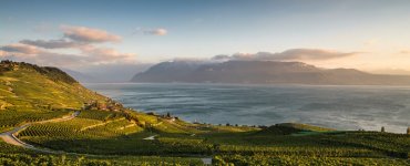 Lavaux Vineyards in the Evening