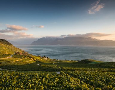 Lavaux Vineyards in the Evening
