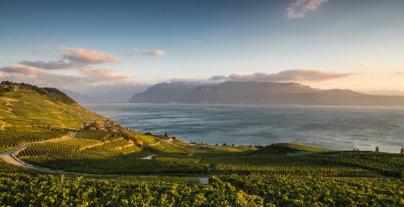 Lavaux Vineyards in the Evening