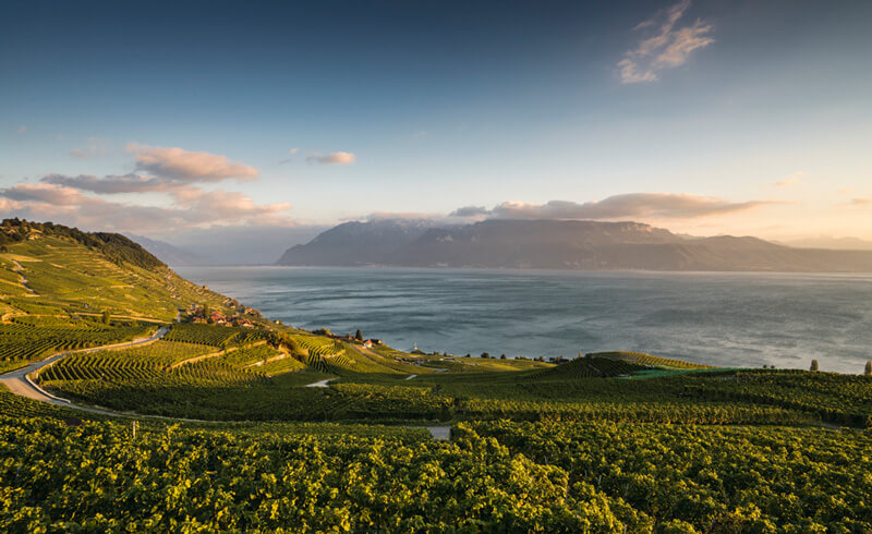 Lavaux Vineyards in the Evening