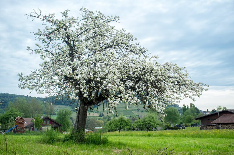 Thurgau in Spring