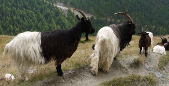Zermatt Goat Parade