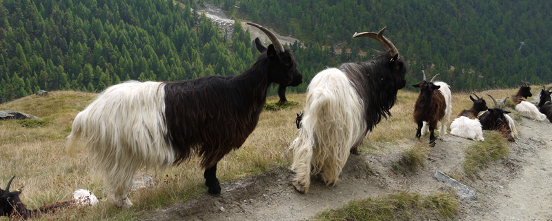 Zermatt Goat Parade