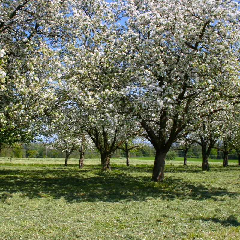 Bicycling in Thurgau Bodensee