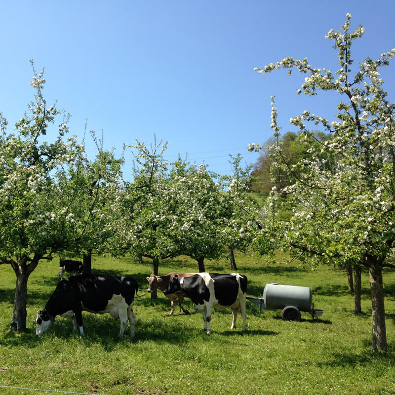 Bicycling in Thurgau Bodensee