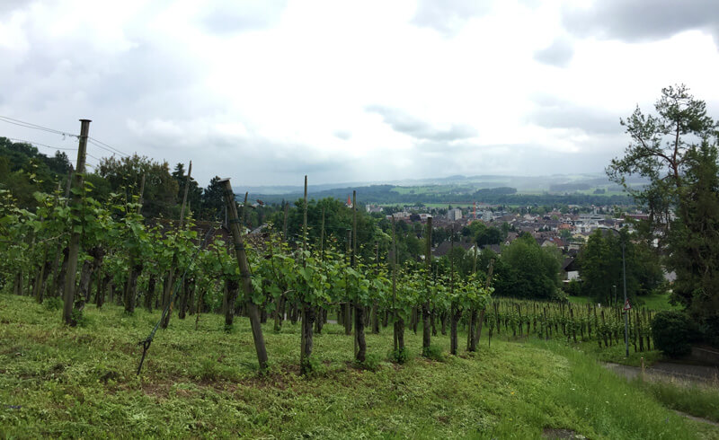 Wine Hike Weinfelden