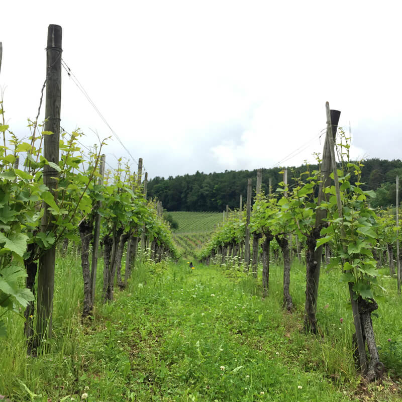 Wine Hike Weinfelden