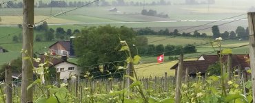 Wine Hike Weinfelden