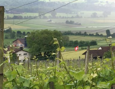 Wine Hike Weinfelden