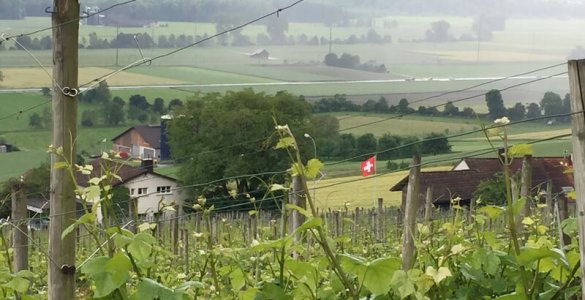 Wine Hike Weinfelden