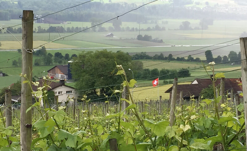 Wine Hike Weinfelden