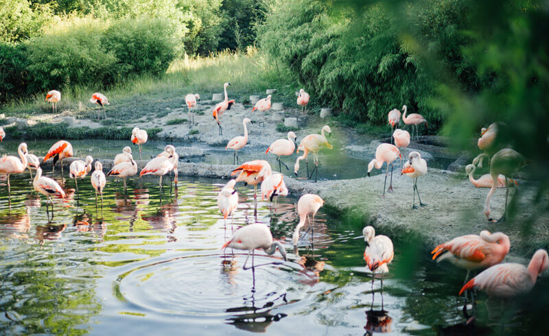 On Running at Zoo Zurich