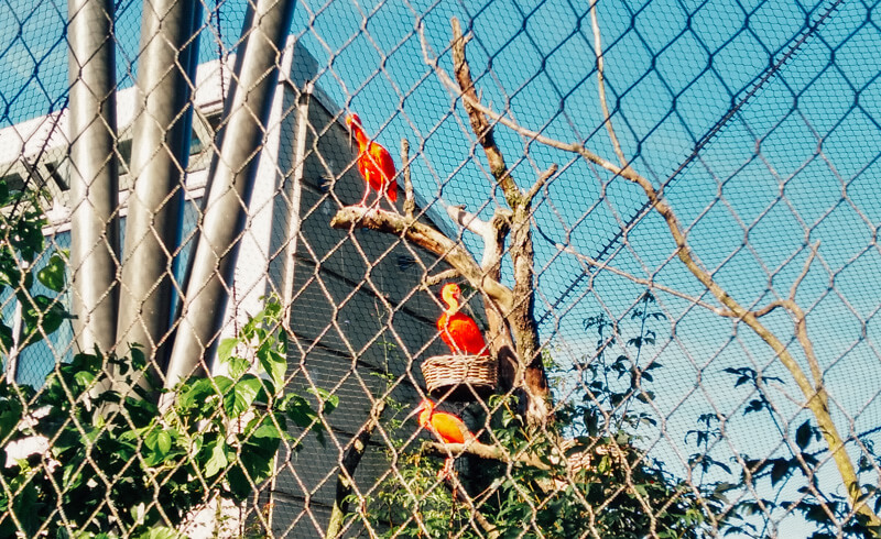 On Running at Zoo Zurich