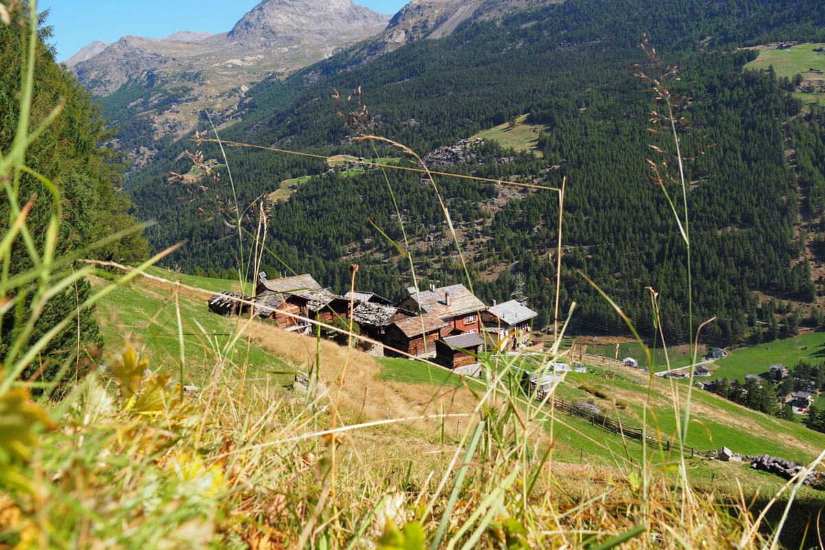 Saas-Fee - Mushroom Hunting at Waldhotel Fletschhorn