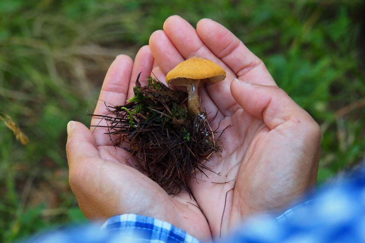 Saas-Fee - Mushroom Hunting at Waldhotel Fletschhorn