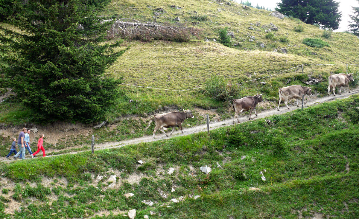 Swiss Mountain Farmers