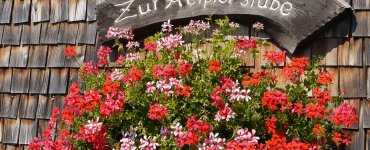 Typical Swiss Geranium Flowers