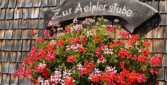 Typical Swiss Geranium Flowers