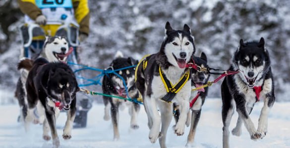 Kandersteg Sled Dog Race