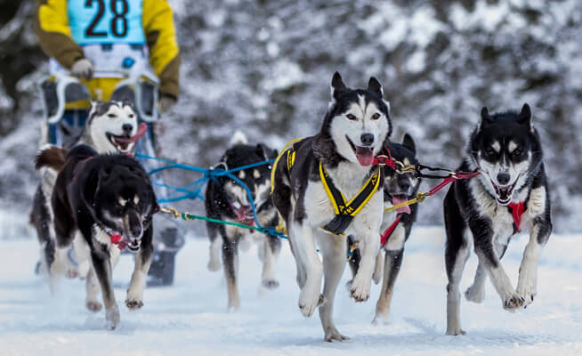 Kandersteg Sled Dog Race