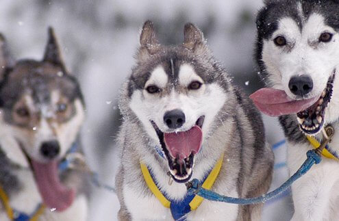 Sled Dog Race Kandersteg