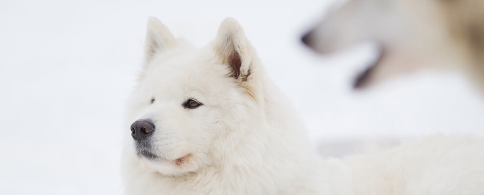 Sled Dog Race Kandersteg