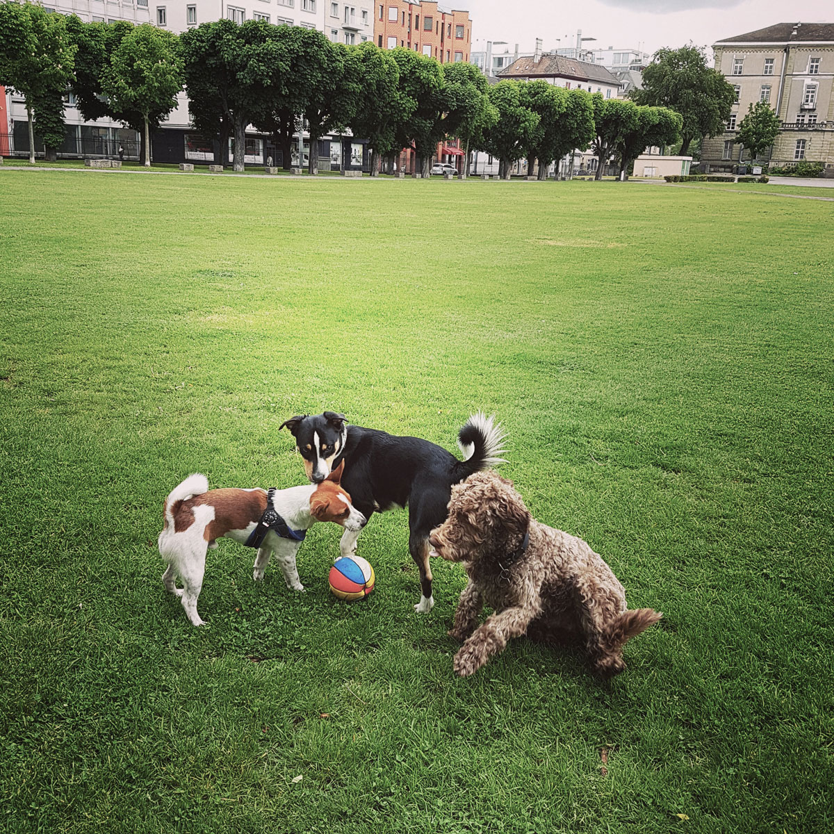 Dogs in Switzerland