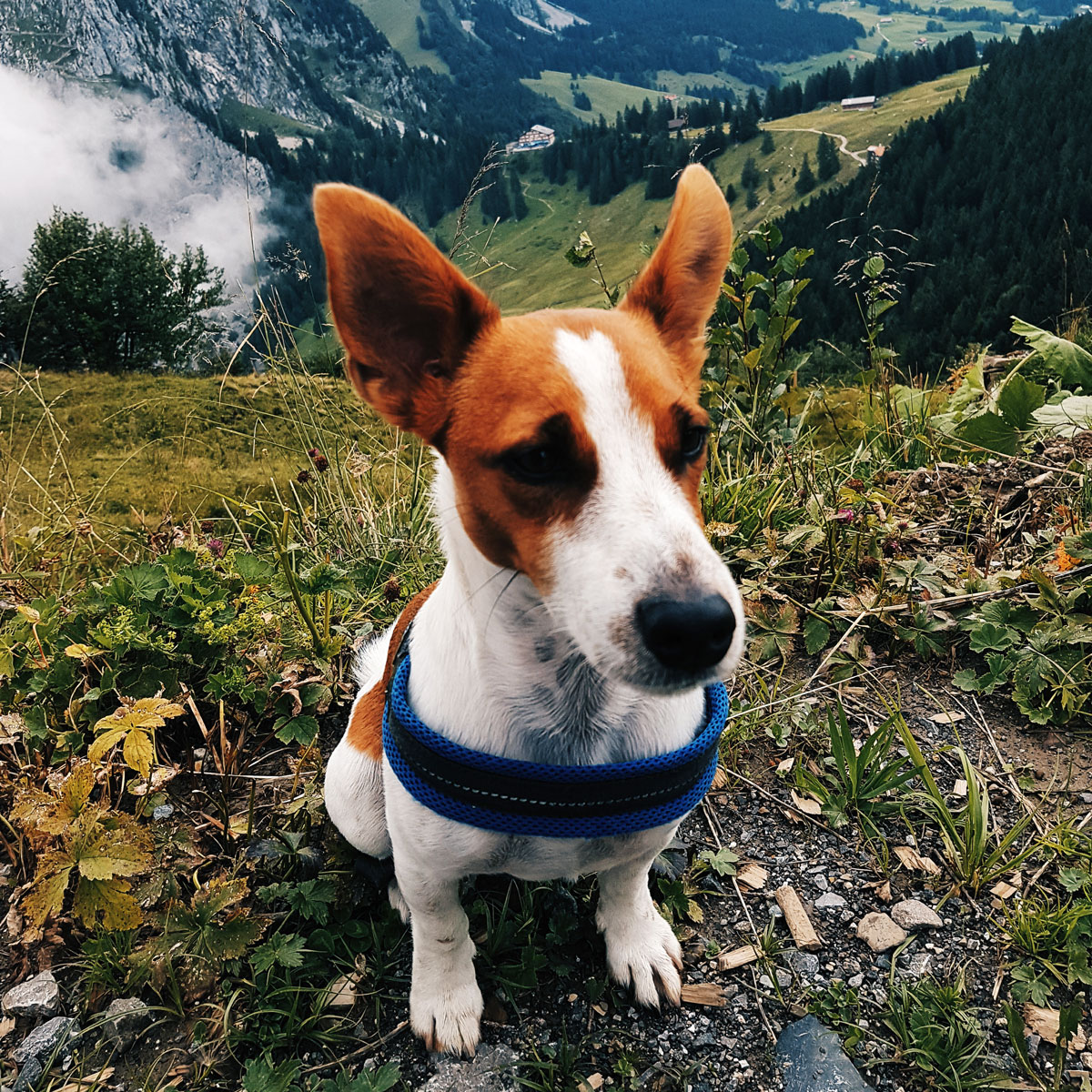 Happy Swiss Dog