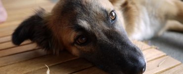 Practical Tips for Living with a Swiss Dog