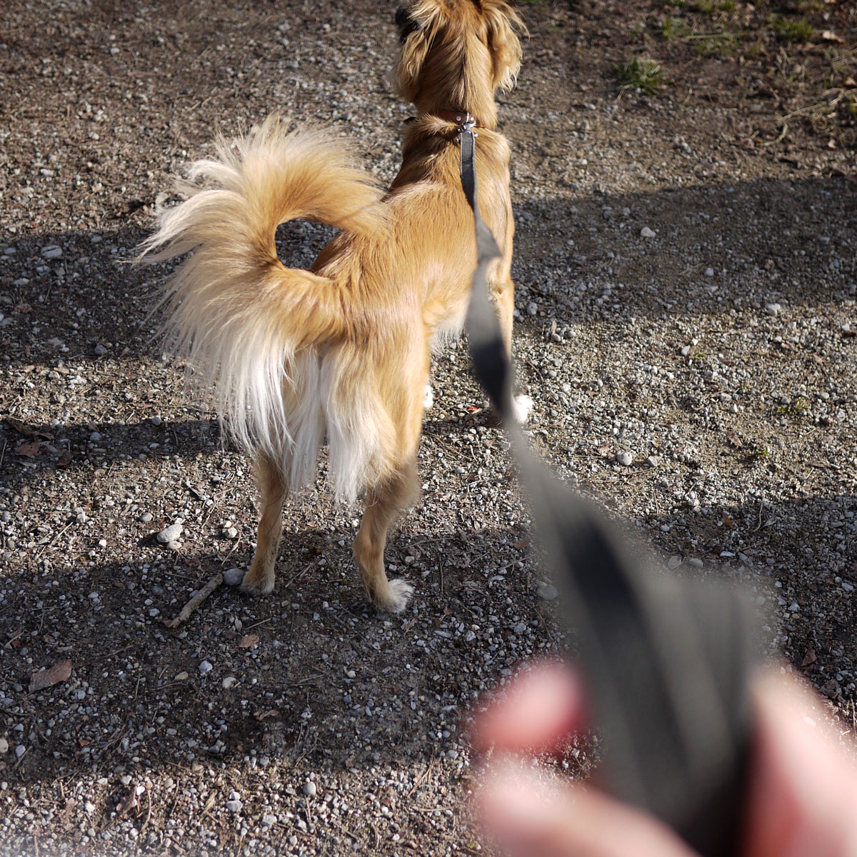 Swiss Dog on a Leash