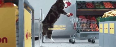 More Swiss than I thought