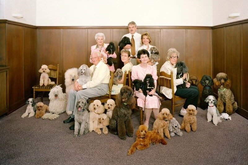 Swiss Hobby Clubs - Poodle Club (Copyright by Sprecher & Cortelli)