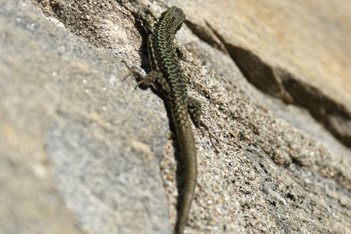 Lizard in Ticino