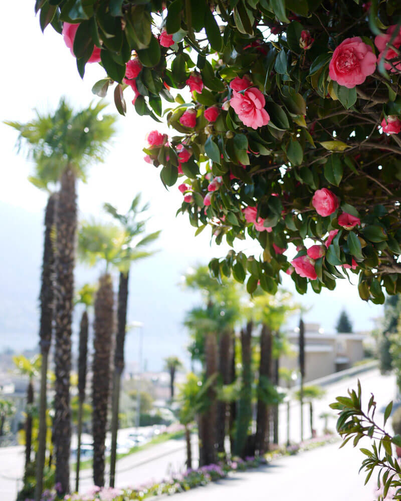 Ticino Palm Trees