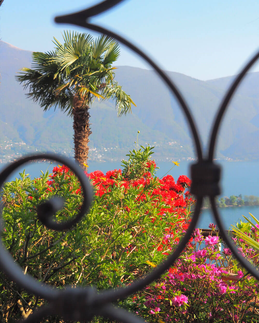 Ticino Palm Trees