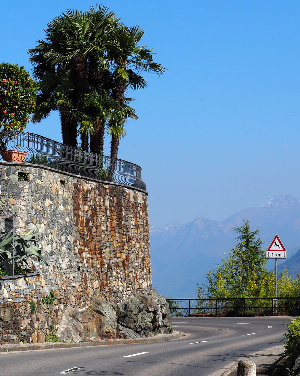 Ticino Palm Trees