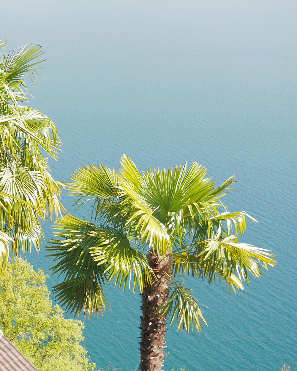 Ticino Palm Trees