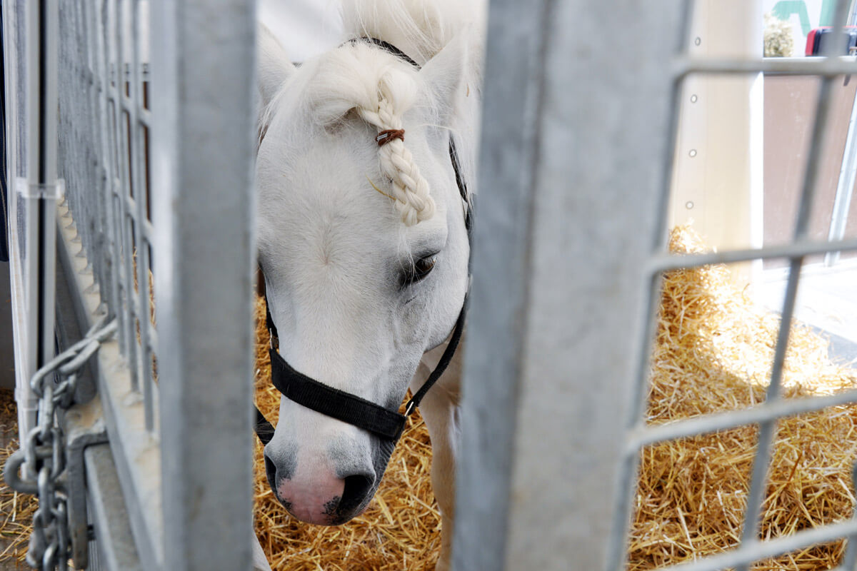 Circus Knie - Chanel pony is getting ready for the show