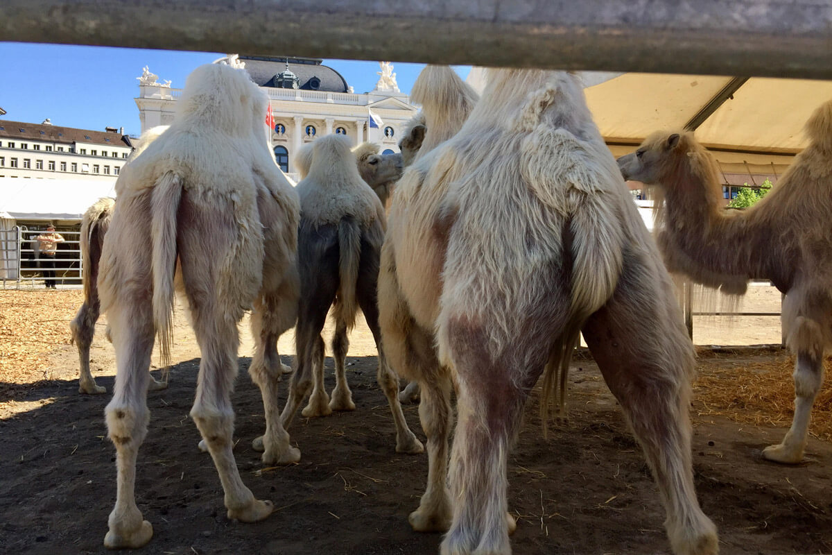 Circus Knie - Cheeky camels' back