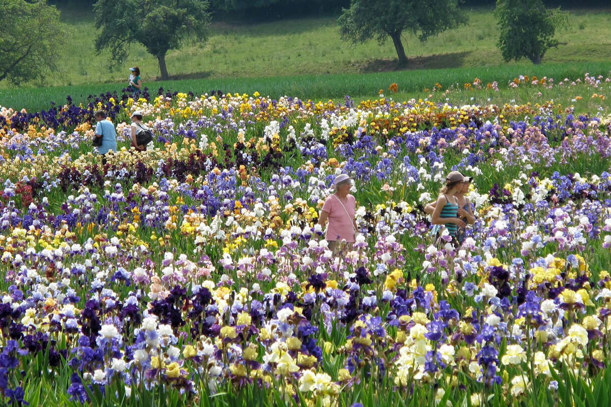 Iris Festival Morges