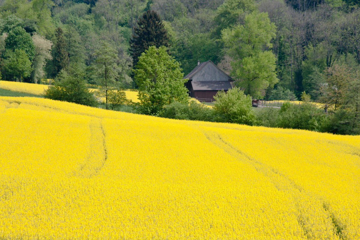 Rapeseed Field Wettingen