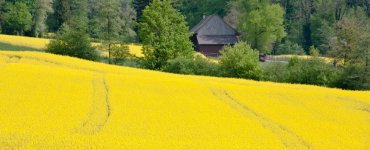Rapeseed Field Wettingen
