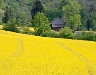 Rapeseed Field Wettingen