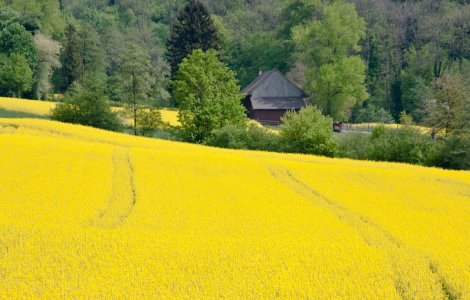 Rapeseed Field Wettingen