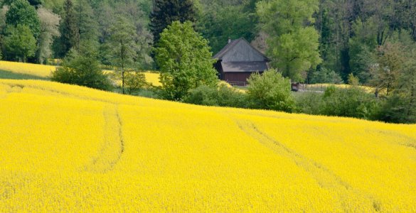 Rapeseed Field Wettingen