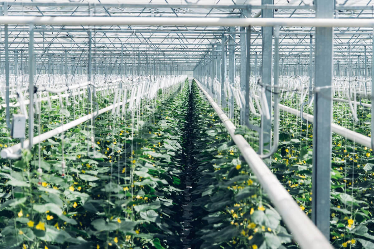 Climeworks Greenhouse in Hinwil, Switzerland