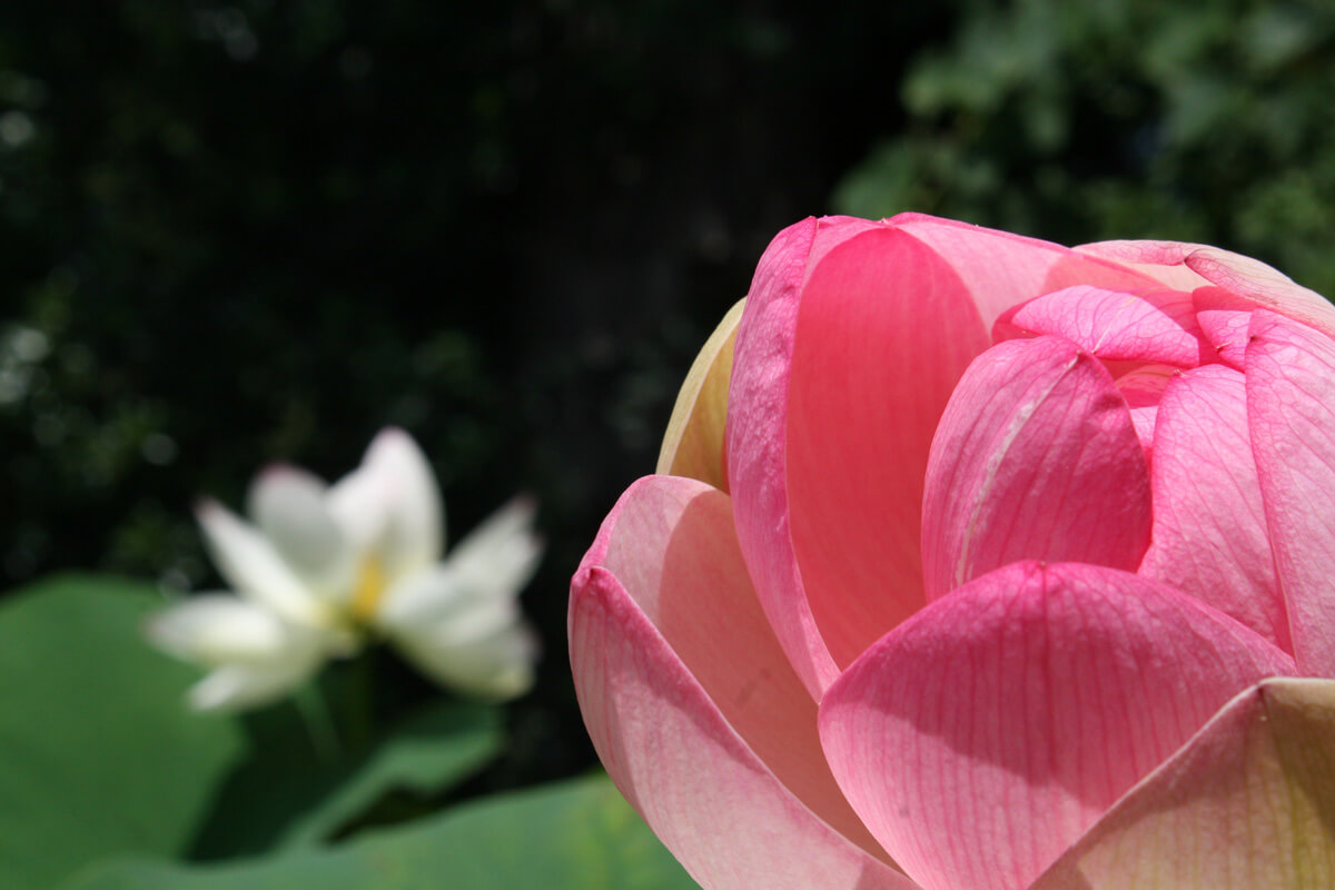 The Botanical Gardens of Bern