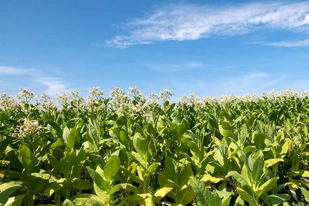 Vaud e-bike - Tobacco Fields